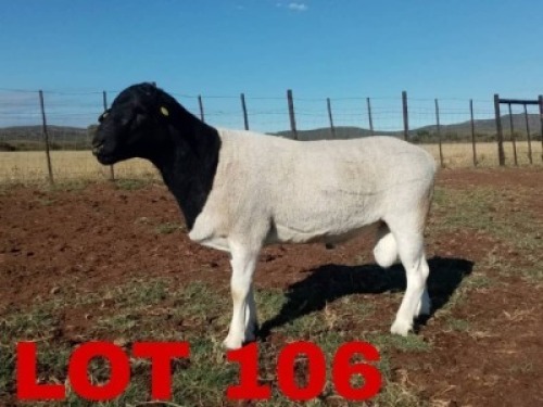 1 x BlackHead Dorper Ram Nico Vos