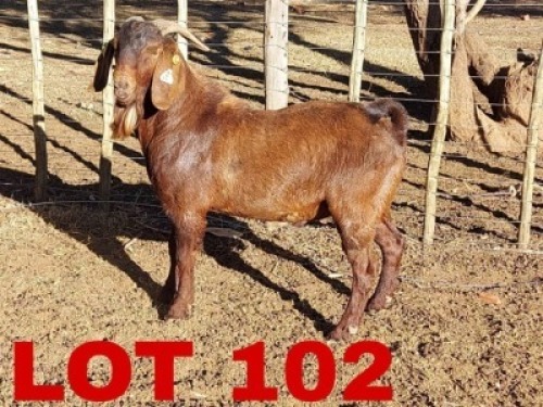1 x Kalahari Red Buck Hanroe Merree