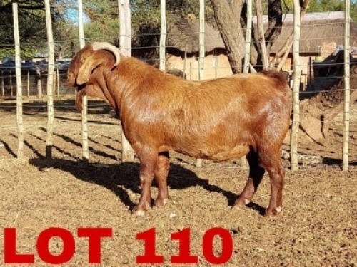 1 x Kalahari Red Buck Hanroe Merree