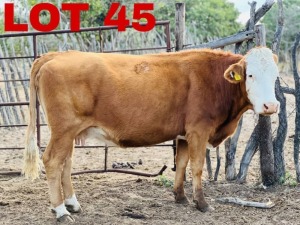 1 x Simmental Cow Zanool Arbi