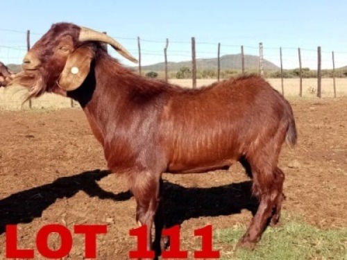 1 x Kalahari Red Buck Nico Vos
