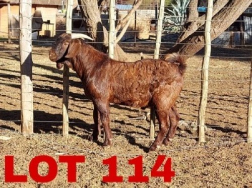 1 x Kalahari Red Buck Hanroe Merree