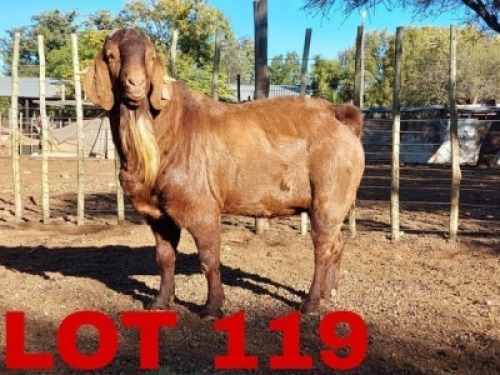 1 x Kalahari Red Buck Hanroe Merree