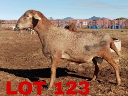 1 x Meatmaster Ram Gilbert Peacock