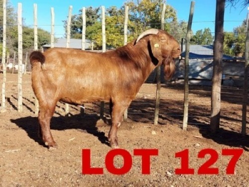 1 x Kalahari Red Buck Hanroe Merree