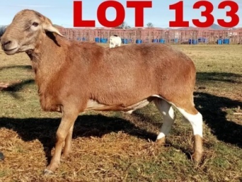 1 x Meatmaster Ram Gilbert Peacock