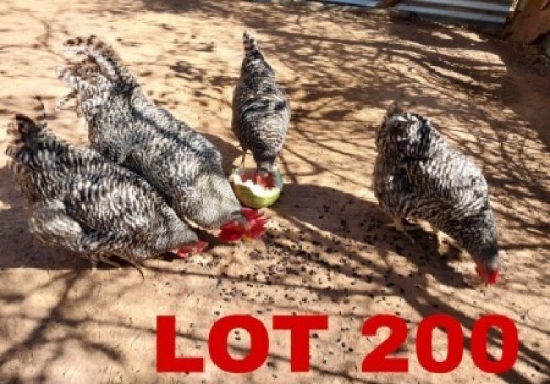 4 x Potch Koekoek Rooster + Hen Keletso Moeme Moeng (Pay per Animal)