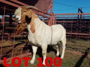 1 x Boer Goat Buck Toy Katjiova