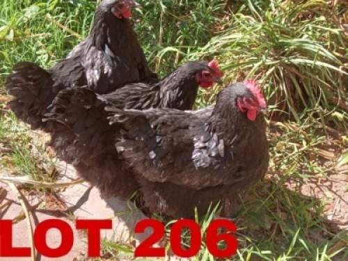 3 x Austrolop Hen Keletso Moeme Moeng (Pay per Animal)