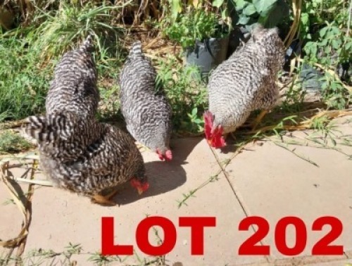 4 x Potch Koekoek Rooster + Hen Keletso Moeme Moeng (Pay per Animal)