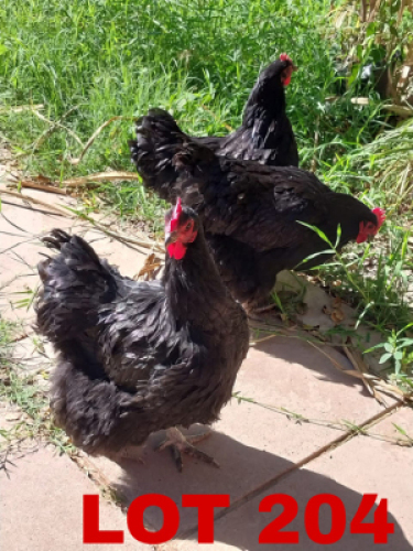 3 x Austrolop Hen Keletso Moeme Moeng (Pay per Animal)