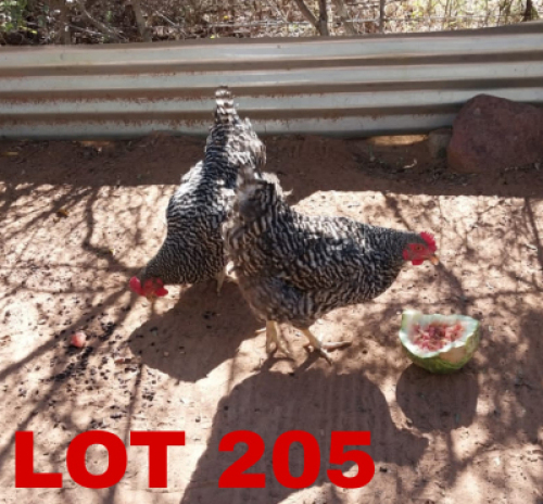 2 x Potch Koekoek Hen Keletso Moeme Moeng (Pay per Animal)