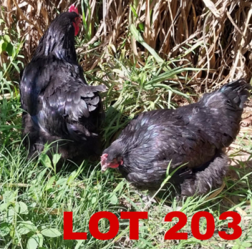 2 x Austrolop Hen Keletso Moeme Moeng (Pay per Animal)