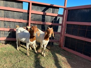 2 x Boer Goat Ewe Zanool Arbi (Pay per Animal)