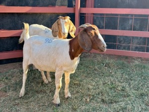 2 x Boer Goat Ewe Zanool Arbi (Pay per Animal)