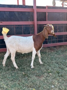 1 x Boer Goat Ewe Zanool Arbi