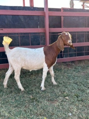 1 x Boer Goat Ewe Zanool Arbi