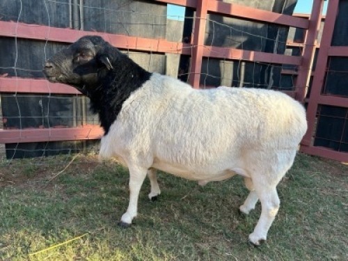 1 x BlackHead Dorper Ram Phillip Lombard