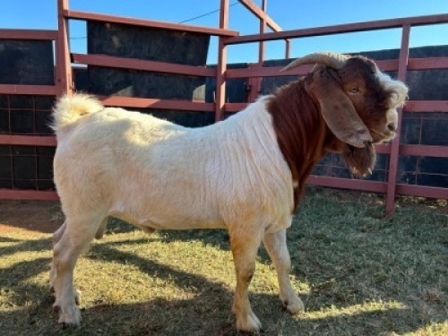 2 x Boer Goat Ewe Nkarabang Nkarabang (Pay per Animal)