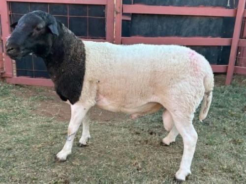 1 x BlackHead Dorper Ram Phillip Lombard