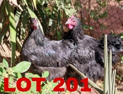 2 x Austrolop Hen Keletso Moeme Moeng (Pay per Animal)