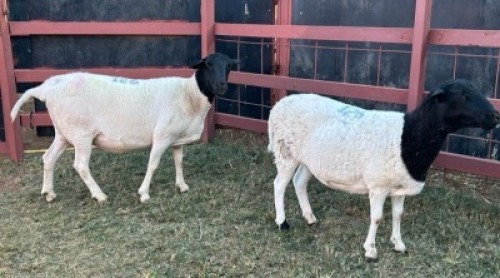 2 x BlackHead Dorper Ewe Phillip Lombard (Pay per Animal)
