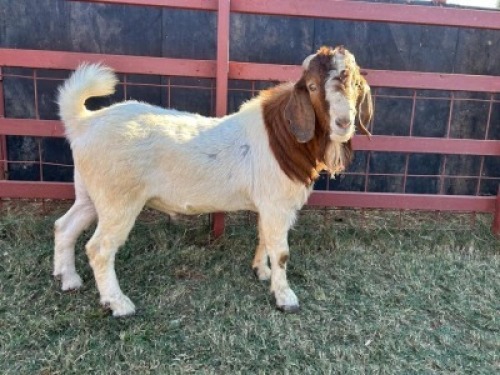2 x Boer Goat Ewe Nkarabang Nkarabang (Pay per Animal)
