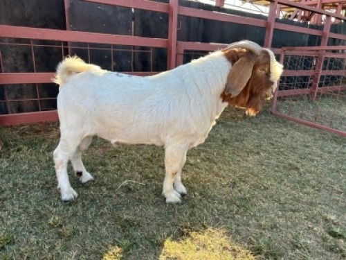 2 x Boer Goat Ewe Nkarabang Nkarabang (Pay per Animal)
