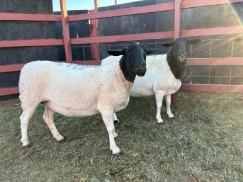 2 x BlackHead Dorper Ewe Phillip Lombard (Pay per Animal)