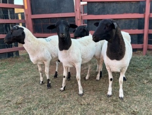 4 x Dorper/Meatmaster Ewe Christian Herbst (Pay per Animal)