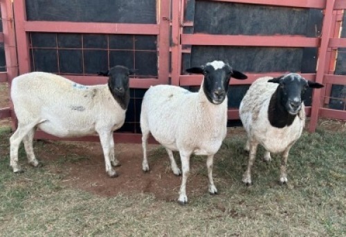 3 x Dorper/Meatmaster Ewe Christian Herbst (Pay per Animal)