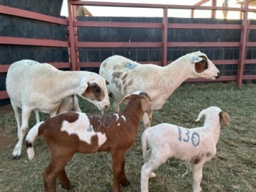 2 x Dorper/Meatmaster Ewe & Lamb Christian Herbst (Pay per Animal)
