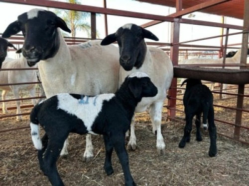 2+2 x Dorper/Meatmaster Ewe & Lamb Christian Herbst (Pay per Animal)