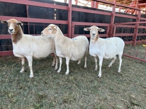 3 x Dorper/Meatmaster Ewe Christian Herbst (Pay per Animal)