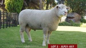 1X ILE DE FRANCE STUD RAM JLP 210037 JL’S Ile de France stoetery