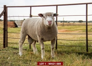 1X ILE DE FRANCE STUD RAM WH 210089 W H van Huyssteen