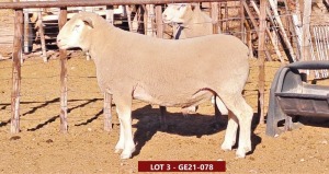 1X ILE DE FRANCE STUD RAM GE 210078 Gerune Familie Trust