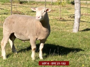 1X ILE DE FRANCE STUD RAM DTC 210132 Clarke SD & TA