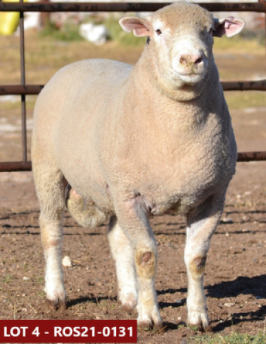 1X ILE DE FRANCE STUD RAM ROS 210131 W H Oosthuizen