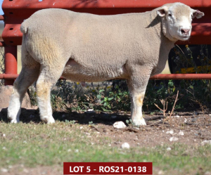 1X ILE DE FRANCE STUD RAM ROS 210138 W H Oosthuizen