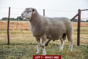 1X ILE DE FRANCE FLOCK RAM WH 210008 W H van Huyssteen