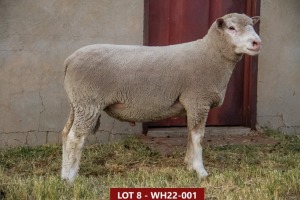 1X ILE DE FRANCE STUD RAM WH 220001 W H van Huyssteen