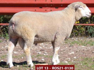 1X ILE DE FRANCE STUD RAM ROS 210130 W H Oosthuizen