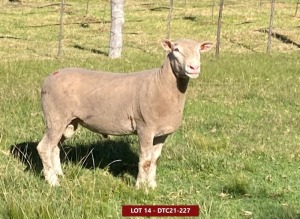 1X ILE DE FRANCE FLOCK RAM DTC 210227 Clarke SD & TA