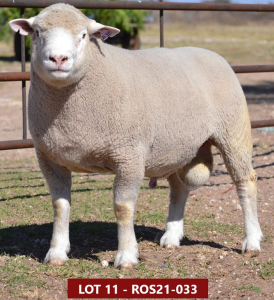 1X ILE DE FRANCE STUD RAM ROS 210033 W H Oosthuizen