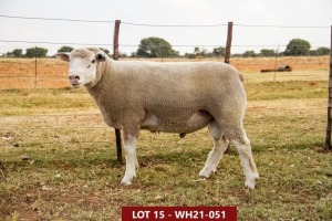 1X ILE DE FRANCE STUD RAM WH 210051 W H van Huyssteen