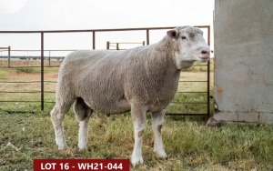 1X ILE DE FRANCE STUD RAM WH 210044 W H van Huyssteen