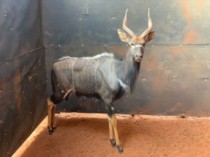 1 x Bull Nyala