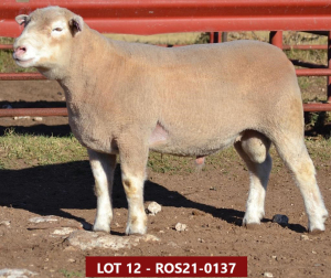 1X ILE DE FRANCE STUD RAM ROS 210137 W H Oosthuizen