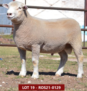 1X ILE DE FRANCE FLOCK RAM ROS 210129 W H Oosthuizen